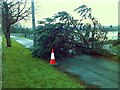 Felled tree by Great Western Road