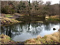 Llanfyrnach mine:  standing water