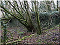 Old masonry at Llanfyrnach mine