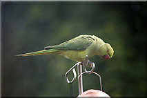 TQ2995 : Ring Necked Parakeet (Psittacula krameri) by Christine Matthews