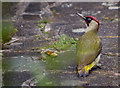 TQ2995 : Green Woodpecker (Picus viridis) by Christine Matthews