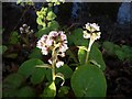 Winter heliotrope (petasites fragrans)