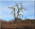 Dead tree alongside the bypass