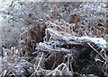 Frosty forest floor near Gruids