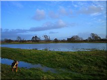ST5522 : Flooded Fields by Rupert Fleetingly