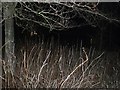 NO7975 : Woodland at Night by Lyn Anderson