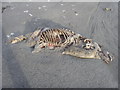 NF7749 : Dead seal at Lib Bhn by Roger McLachlan