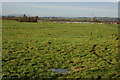 Sheep in a field at Twigworth