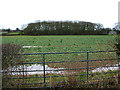 Small wood in winter, near Flights Farm