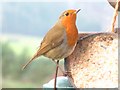 Robin Redbreast