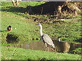 Heron in Shepherds Meadows