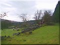 Farmland meets forest