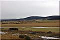 River Dulnain floodplain