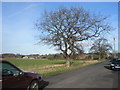 Tree at Bethwines Farm