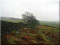 Pasture near Valley Farm