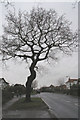 Tree on Cator Lane, Chilwell