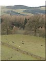 A man and his dogs, near Auldgirth