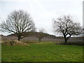 Orchard from a playing field in South Street