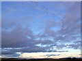 Skein of Geese near Hayhillock, Angus