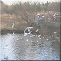 Feeding frenzy at the Lon Cob Bach Nature Reserve