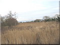 Sedges in the Afon Rhyd-hir wetlands