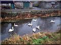 Swans near the Madden Bridge, Tandragee