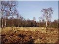 Grasslands in Yateley Common Country Park