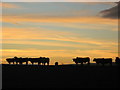 Cattle at sunset