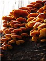 SJ1506 : Fungi fruiting by Penny Mayes