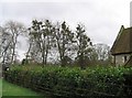 Mistletoe laden trees behind East Tytherley Church