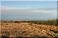 The edge of the wood south of Mains of Birkenburn