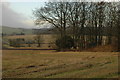 Field and trees