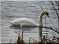 TL4862 : Swan, Milton Country Park by Keith Edkins