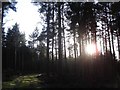 NY5040 : Winter Sun through the trees of Lazonby Fell Plantation by Stuart St John