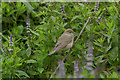 HP6516 : Garden Warbler (Sylvia borin), Skaw by Mike Pennington