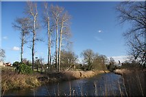 TL7772 : River Lark at Icklingham by Bob Jones