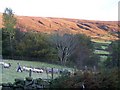 Bilsdale Moor