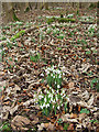 Snowdrops in the wood