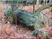 SU2112 : Tree trunk near Fritham Plain by Maigheach-gheal