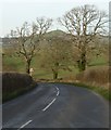 Trees framing Glastonbury Tor