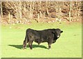 SD4890 : Cumbrian Beef! by Bryan Pready