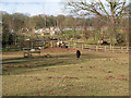 Paddock with Shetland Ponies