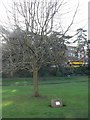 SZ0891 : Bournemouth Gardens: Queen Elizabeth II jubilee tree by Chris Downer