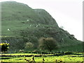 Cattle on the steep slopes of Moelypenmaen