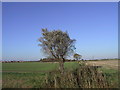 TL5769 : Willow Tree on the Fen Edge by Ajay Tegala