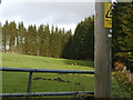 Roe deer in the field in front of Rhinstock