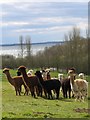 SP4770 : Alpaca herd on Toft Hill overlooking Draycote by Kerry Bettinson