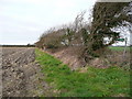 Windswept hedgerow