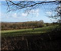 Moor Copse from near Christmas Close