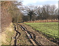 Track north of Gosbeck Wood